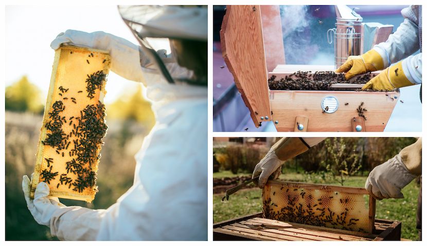 Experienced & Proffesional Beekeeper